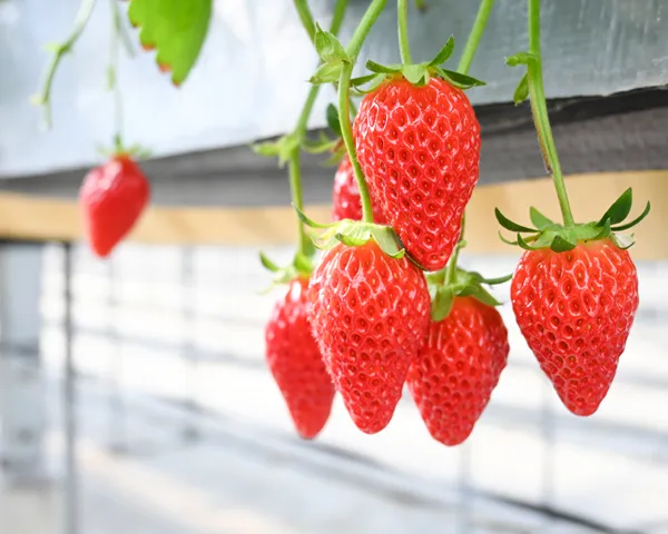 アグリス浜名湖