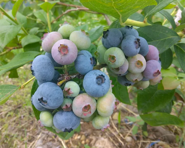 浜名湖ベリーズファーム
