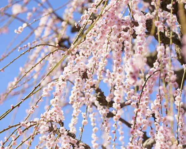 しだれ梅園